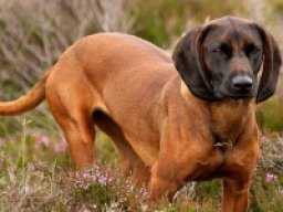 chien_de_rouge_de_baviere_20211130_1468962132